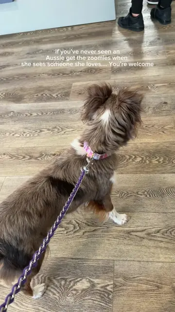 This is the most precious thing #aussie #aussiedogowner #australianshepard #mini
