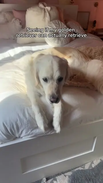 Will my golden retriever will live up his name 🤔  #goldenretriever #funnydogvid