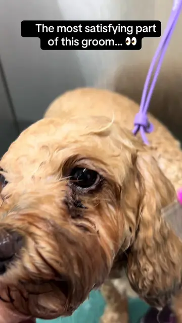 It’s the tiny details that make the biggest difference ✨🐶 Soak with water first