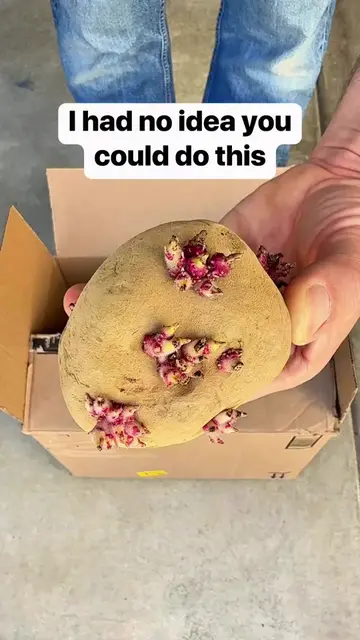 I plant a sprouted seed potato in a cardboard box and grew a whole new harvest o
