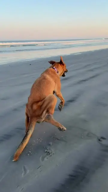 Every time our new rescue sees us or gets really excited, she makes these little