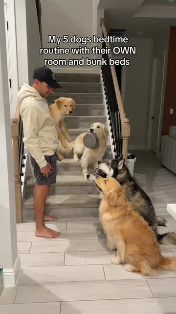 Yes, sometimes it is calm around here 🤷🏼‍♀️🥰 #dogsoftiktok #husky #goldenretr
