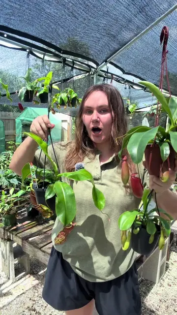 Pitcher Plants are one of the coolest carnivorous plants out there! The pitchers