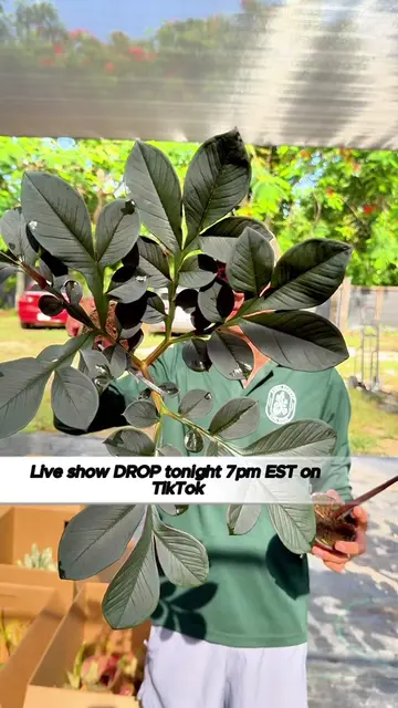 🚨 MASSIVE PLANT DROP TONIGHT 🚨🌿 We just received a HUGE shipment of new plant