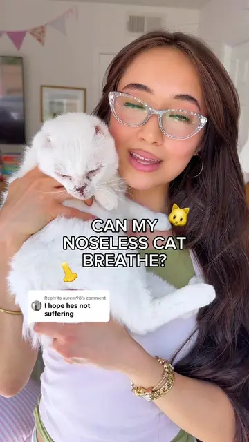 Replying to @aurem98 ✨CAN MY NOSELESS CAT BREATHE?✨🐱not only is he noseless, he