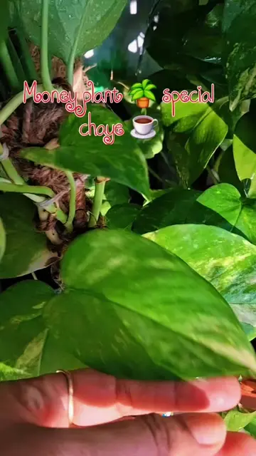 Money Plant 🌿 Special Chaye #trendingvideo #indoorplants #outdoorplants #garden