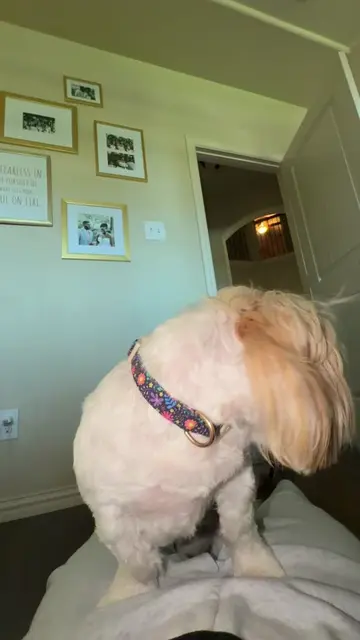 Help #fyp #dogsoftiktok 