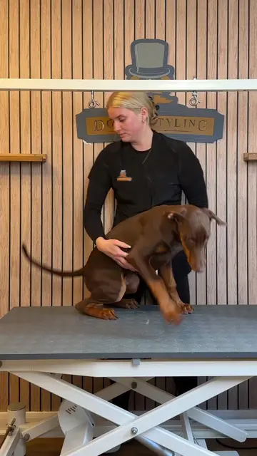 Doggy Daily Episode 615: Enzo the Doberman 🐾  • • • • • #doberman #dobermanpupp