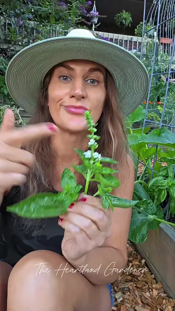 Make sure to keep your basil trimmed for bigger harvests this year.#basil #garde