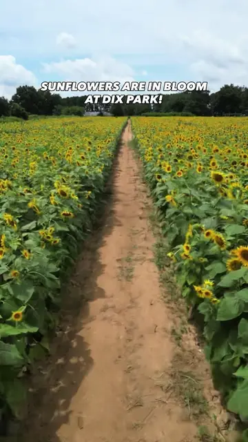 🌻 Have you heard the news? The sunflowers are in full, golden bloom at Dix Park