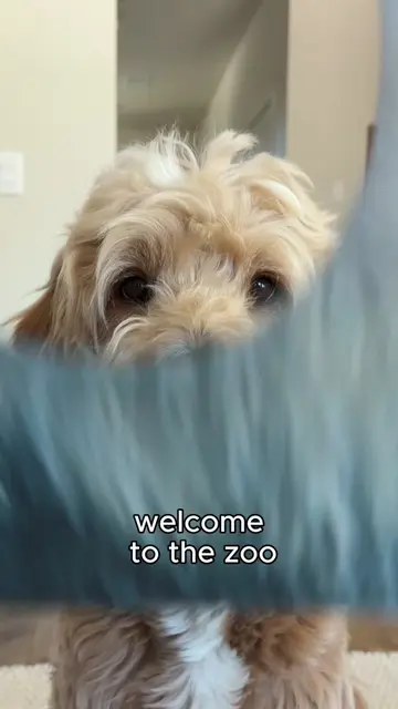 Welcome to the Zoo! Which one is your favorite? #zoo #dog #funny #dogvideos 