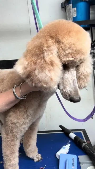 #doggroomer #earcleaning #petcare #earwax #hair look how beautiful she is!! Her 