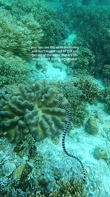Absolutely mesmerizing sea krait but they are highly venomous. Luckily for me th