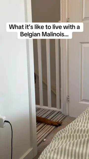 The dog is OBSESSED… 🤣 he’s like a second shadow…. Watches me sleep as well • •