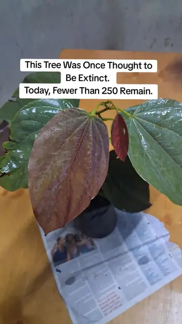 This Tree Was Once Thought to Be Extinct. Today, Fewer Than 250 Remain. Gigasiph