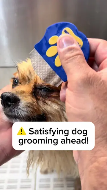 POV: You’re about to watch one of the most satisfying parts of dog grooming. 👀✨