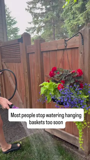 The biggest mistake I see with hanging baskets? Most people stop watering too so