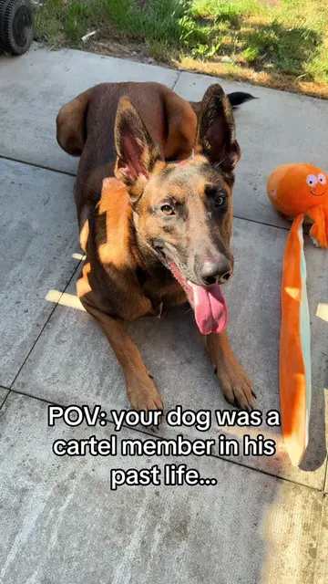 I don’t know why my dog enjoys just destroying every toy he gets within 5 minute