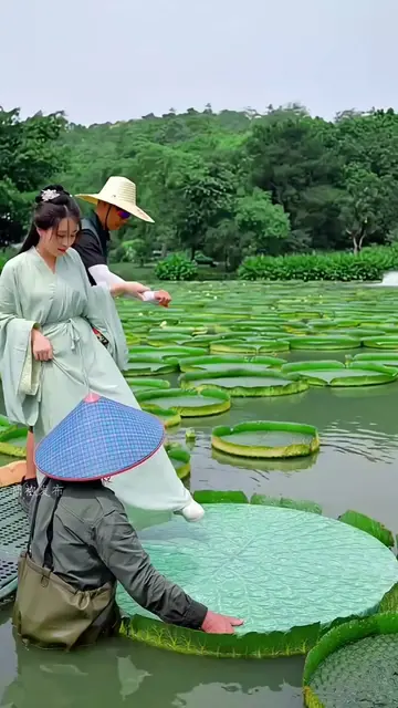 The plant that lets you walk on water! 🤯#VictoriaWaterLily #NatureIsAmazing #Na