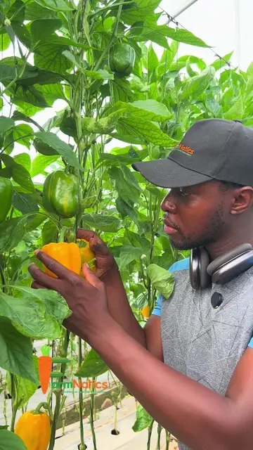 Being the best pepper farmers in Nigeria, our mission remains the same: to help 