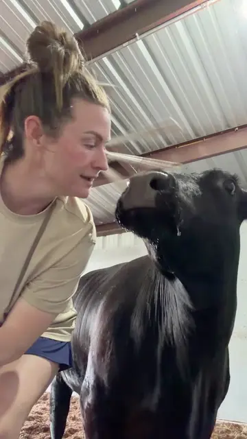 Mamma cow cracked her hoof! #cow #cowmom #cowsoftiktok #veterinarian #cattle 