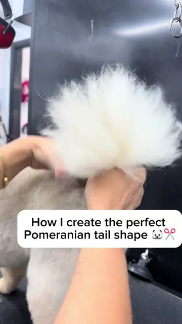 The secret to a perfect Pomeranian tail ✂️🐻‍❄️✨ It’s not just trimming… it’s un