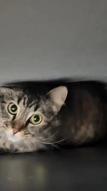 Car was trapped #catsoftiktok 