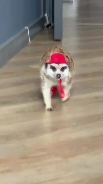 Little Red Riding Hood ❤️ Красная Шапочка ❤️ #сурикат #meerkat #suricata #surica