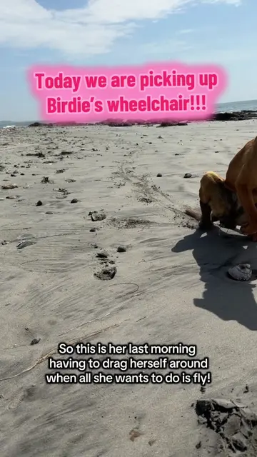 Birdie gets her wheels today!!