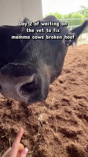 Day 2 of waiting on the vet to fix mamma cows hoof fracture #cows #cow #cowsofti