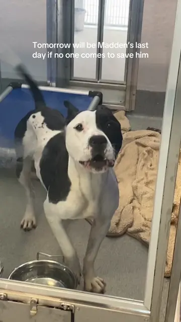 🚨‼️ EUTHANASIA DEADLINE 7/13 ‼️🚨 📍INDIANAPOLIS, INDIANA  🚨Madden needs a her