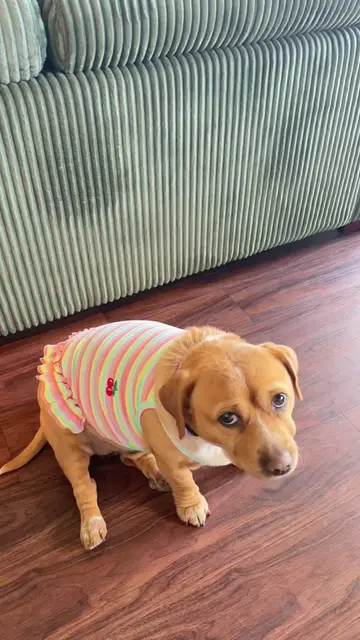 cashew says happy sundress season ☀️👗🐾 #dogsinclothes #dogdress #cashew #cuten