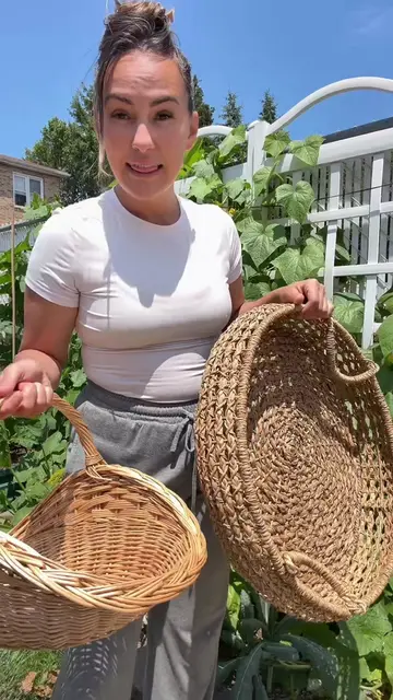 HARVEST TIME 🥒🍆🫑🍅🫛 #gardening #harvest #homegrown #gardentok 