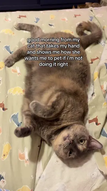i finally got it right in the end #catsoftiktok 