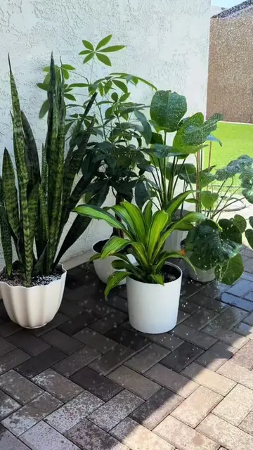 A large plant care day—but with the most important care tip for each one. 🌿  Mo