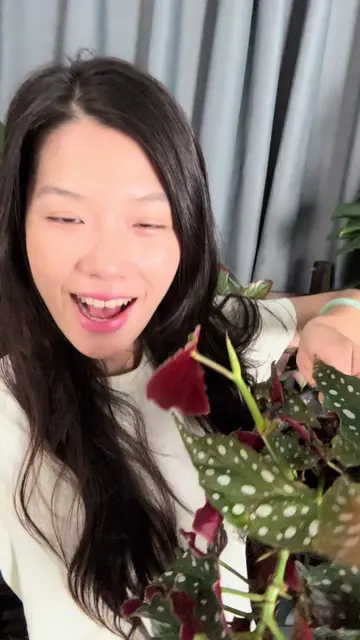 Come on, join our auction night #PlantLover #tiktoklive #foryou #plants 