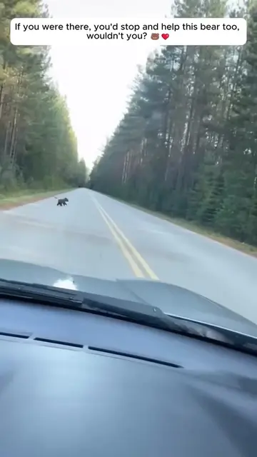 Hearing the cry , I saw poor baby bear . #babybear #bear #animals #animalrescue 