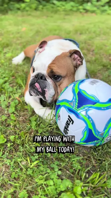 Life with a bulldog gets messy… luckily, cleanup doesn’t have to. 🐶💦 Whether i