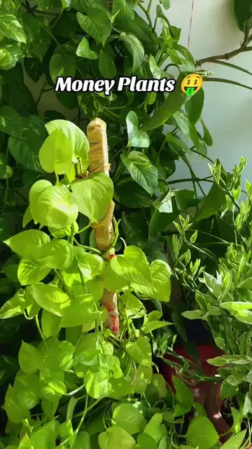 Money Plants 🤑 #viraltiktok #gardening #outdoorplants #moneyplant #indoorplants
