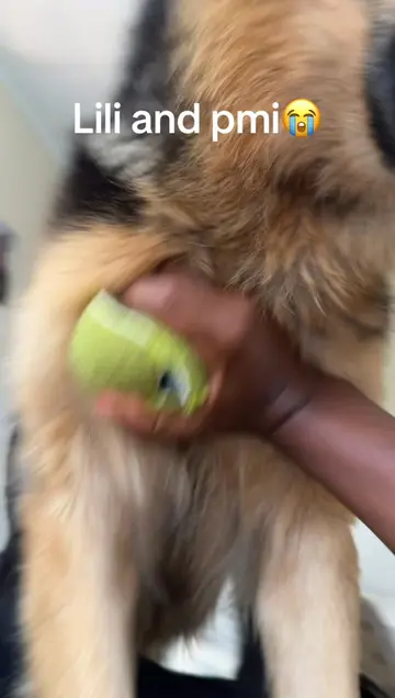 Ball ownership dispute: Lili 🆚 Pomi. Who wins? 😂🏆🎾 #bella #TeamLili #TeamPom
