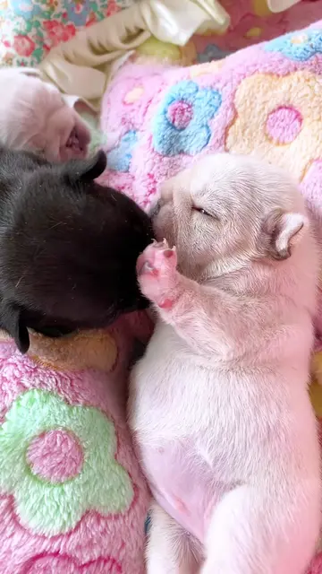 #puppy #puppylove #littlepuppy #puppylife #babypuppy 