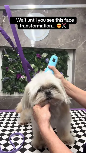It’s amazing how much of a difference a tidy face can make! ✂️🐶 Every little tr