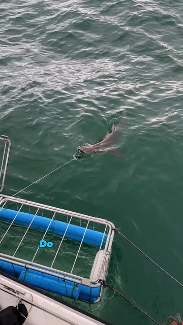 🦈 You NEED to experience this before you die…  Part 4/6 in our 2026 series: Sha