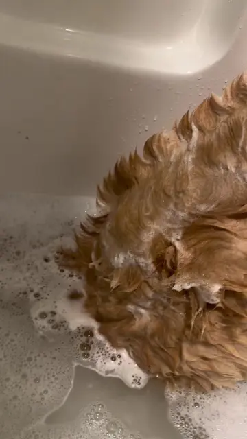 When your dog naturally has a mohawk on his head #dinosaur #dogsoftiktok #golden
