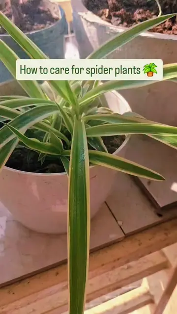 How to care for spider plants #indoorplants #moneyplant #outdoorplants #spiderpl
