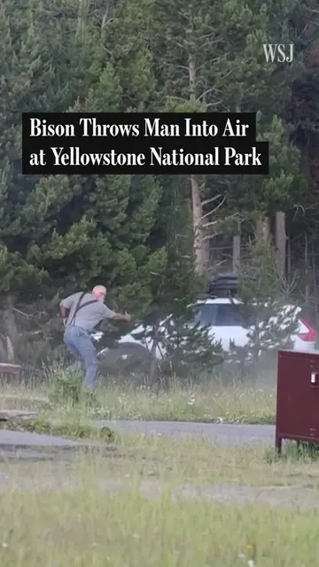 A man was seriously injured after a bison threw him eight feet into the air at Y
