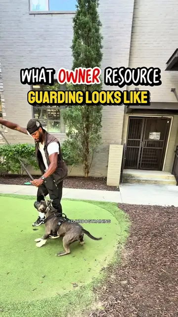 ❗️This isn’t a dog that just needed a treat and a pep talk. Bruno means business