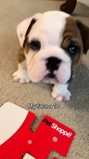 “My face a 10”- Baby Stub ❤️ #dogsoftiktok #dogtok #puppiesoftiktok #funnydog #c