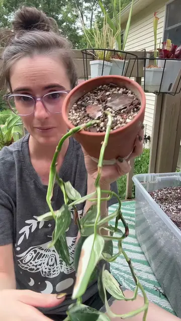 Fixing my bald headed plant #PlantTok #Houseplants #plantcare #plantsoftiktok #p
