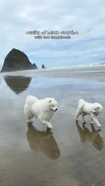 Turns out two fluffy landclouds can bring half the beach home. Thankfully, I boo